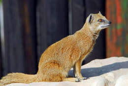 Image of Yellow Mongoose