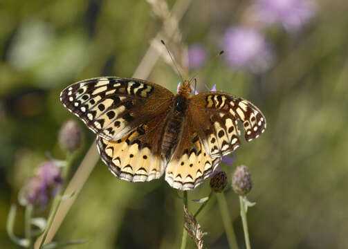 Image of Great Spangled Fritillary