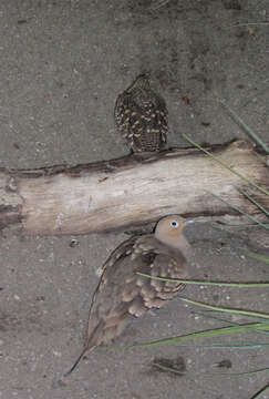 Image of Chestnut-bellied Sandgrouse