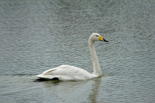 Image of Whooper Swan