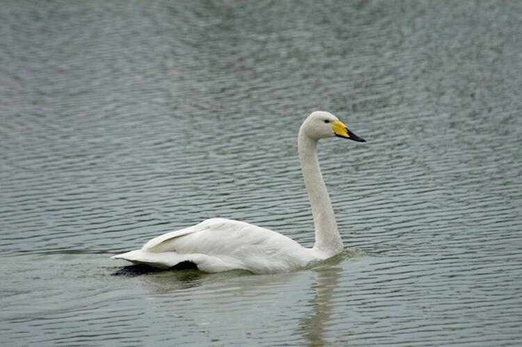 Image de Cygne chanteur