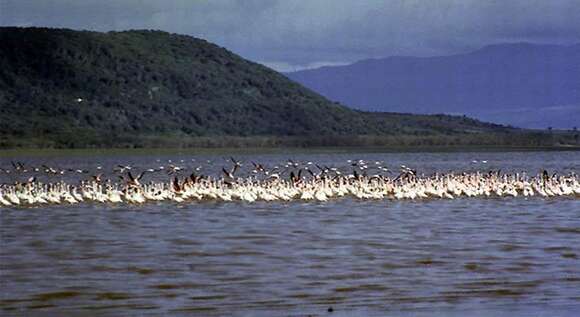 Imagem de Phoenicopterus ruber Linnaeus 1758