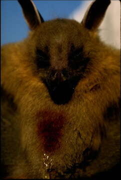 Image of greater short-nosed fruit bat