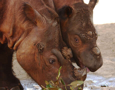 Image of Sumatran Rhinoceros