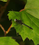 Image of Dot-tailed Whiteface