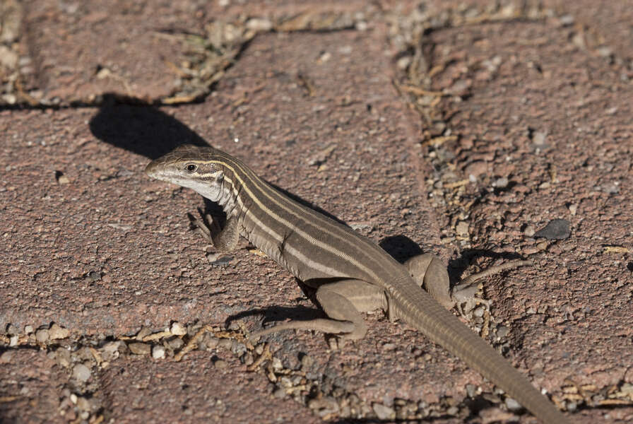 Image of Sonoran Spotted Whiptail