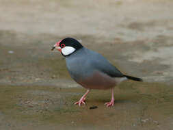 Image of Java Sparrow