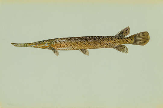 Image of Spotted gar