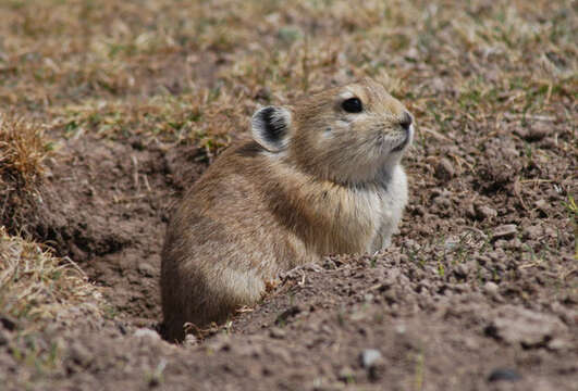 Image of Black-lipped Pika