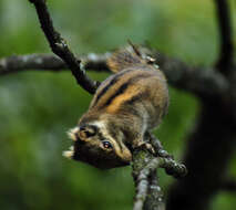 Image of Asiatic striped squirrel