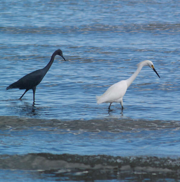 Слика од Egretta caerulea (Linnaeus 1758)