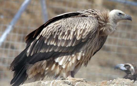 Image of Himalayan Griffon