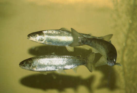 Image of Atlantic Salmon