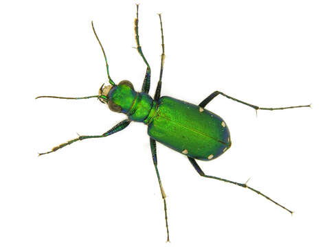 Imagem de Cicindela (Cicindela) sexguttata Fabricius 1775