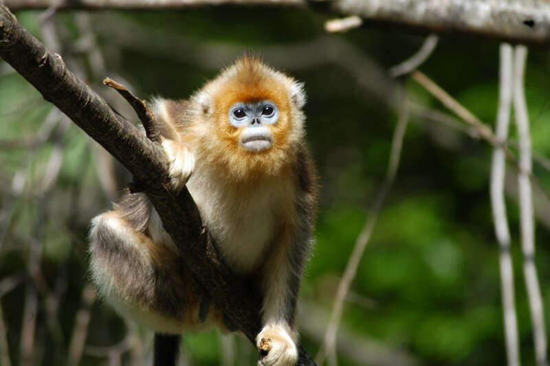 Image of Snub-nosed Monkeys