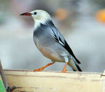 Image of Sturnus sericeus