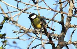 Image of Great Tit