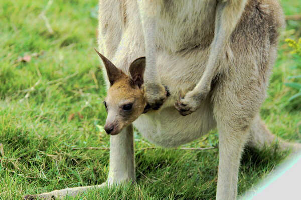 Imagem de Macropus giganteus Shaw 1790