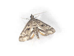 Image of Obscure Pondweed Moth