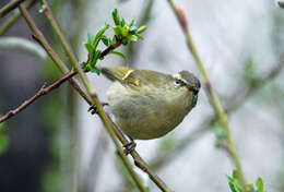 Image of Buff-barred Warbler