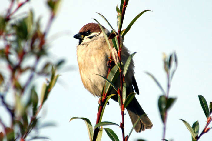 Image of Eurasian Tree Sparrow