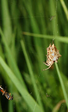 Image of Starbellied Orbweaver