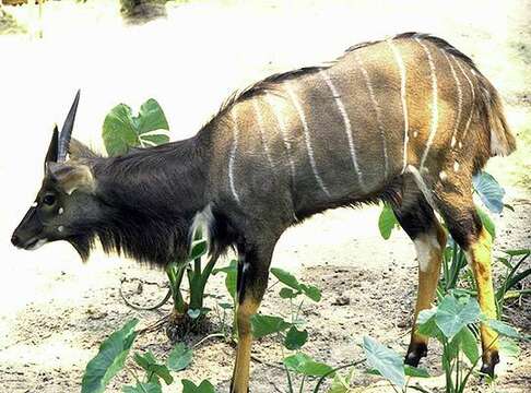 Image of Spiral-horned Antelope