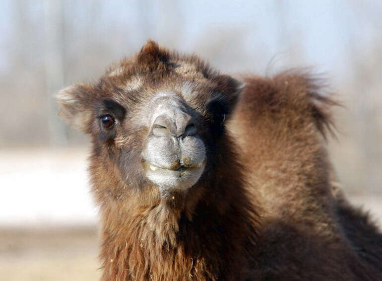 Image of Bactrian camel