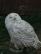 Image of snowy owl