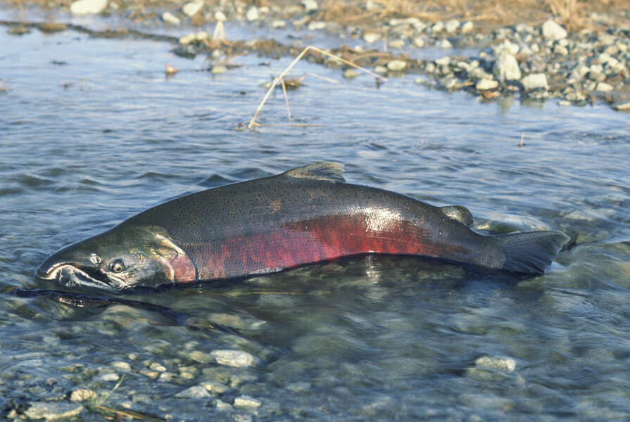 Image de Saumon argenté