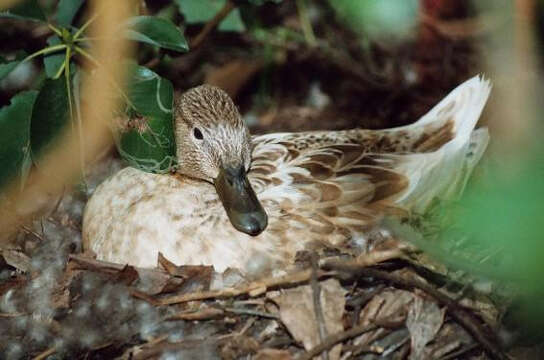 Image de Canard colvert