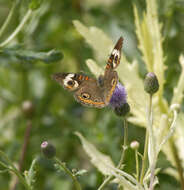 Image of Common buckeye