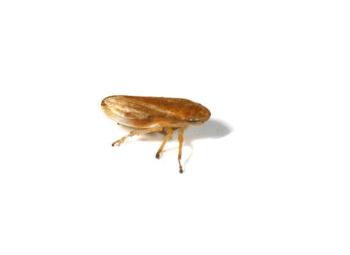 Image of leafhoppers