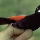 Image of Passerini's Tanager