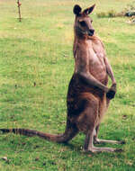 Imagem de Macropus fuliginosus (Desmarest 1817)