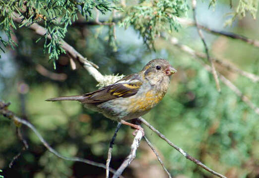 Image of Three-banded Rosefinch