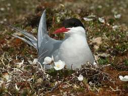 Image of Arctic Tern