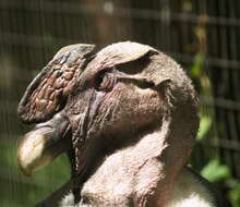 Image de Vultur Linnaeus 1758