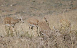 Image of Goitered Gazelle