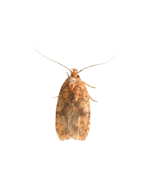 Слика од Agonopterix robiniella Packard 1870