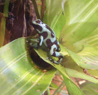 Plancia ëd Dendrobates auratus (Girard 1855)