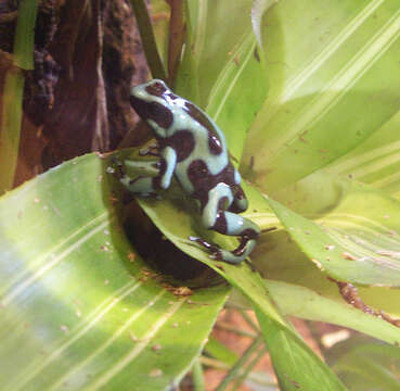 Image de Dendrobate doré