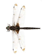 Image of Prince Baskettail