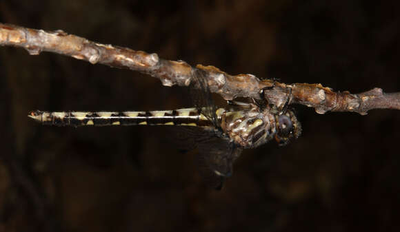 Image of Progomphus Selys 1854