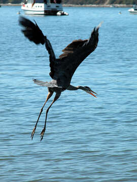 Image of Great Blue Heron