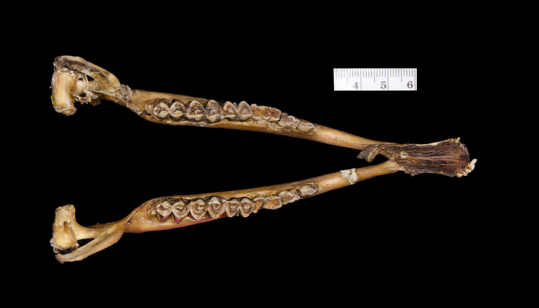 Cephalophus callipygus Peters 1876 resmi