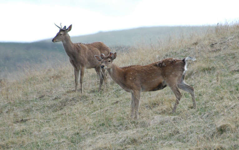 Image of sika deer