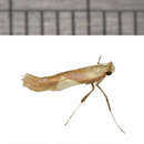 Imagem de Caloptilia packardella (Chambers 1872)