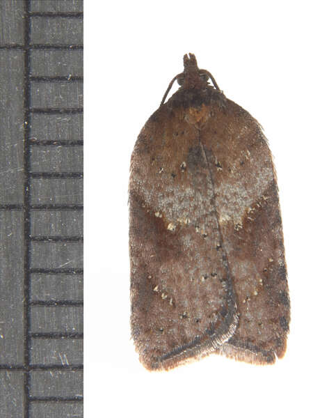 Image of Schaller's acleris moth