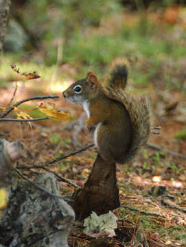 Image of pine squirrel